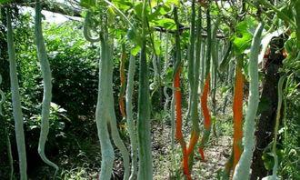 娱乐吃瓜酱竹子的生长速度